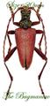 Cerambycidae : Akimerus schaefferi