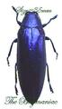Buprestidae : Chrysochroa fulminans fulminans BLUE