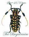 Cerambycidae : Aristobia approximator