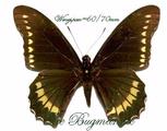 Papilionidae + BG : Battus polydamas