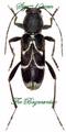 Cerambycidae : Chlorophorus sartor 10mm set 10