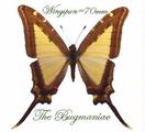 Papilionidae : Neographium leucaspis