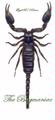 Arachnidae : Heterometrus laoticus 120/130mm