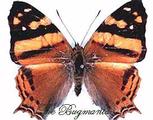 Nymphalidae : Hypanartia lethe
