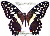 Papilionidae : Papilio demodocus ws =70/80 set 2