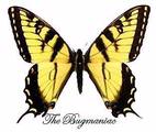 Papilionidae : Pterorous glaucus summer form