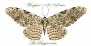 Noctuidae : Thysania agrippina 180/240mm