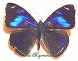 Nymphalidae : Perisama philinus  set 2