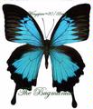 Papilionidae : Achillides ulysses ulysses