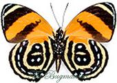 Nymphalidae BG : Catagramma cynosura