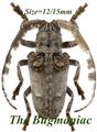 Cerambycidae : Crossotus plumicornis