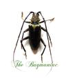Cerambycidae : Neoplocaederus fucatus Sao Tomé  PAIR