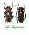 Cerambycidae : Zographus regalis cuprea PAIR