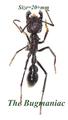Formicidae : Paraponera clavata