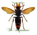Hymenoptera : Vespa velutina variana SPREAD