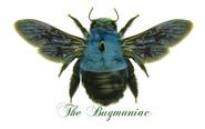 Hymenoptera : Xylocopa caerulea PAIR