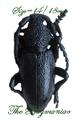 Cerambycidae : Iberodorcadion spinolae spinolae