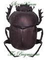 Scarabaeidae BG : Kheper subaeneus