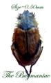 Scarabidae : Lichnia limbata PAIR