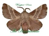 Lasiocampidae : Malacosoma americanum set 2