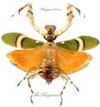 Mantidae : Theopropus elegans Female