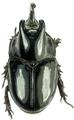 Dynastidae : Megaceras crassus PAIR