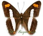 Nymphalidae + BG : Adelpha iphlicus set 2