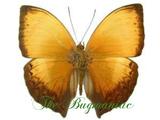 Nymphalidae : Cymothoe lurida