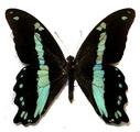 Papilionidae : Papilio nireus lyaeus