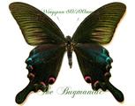 Papilionidae : Achillides bianor bianor