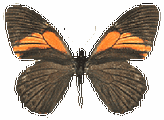 Papilionidae + BG  : Papilio euterpinus