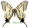 Papilionidae : Graphium mandarinus mandarinus