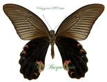 Papilionidae : Papilio protenor euprotenor