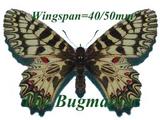 Papilionidae : Archon polyxena gracilis