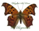 Nymphalidae VB : Polygonia interrogationis set 4