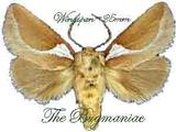 Other moths : Prolimacodes trigona