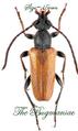Cerambycidae : Pseudovadonia livida set 4