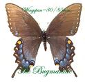 Papilionidae : Pterorous glaucus female DARK form