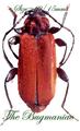 Cerambycidae : Pyrrhidium sanguineum set 5