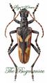 Cerambycidae : Rhagium bifasciatum set 6