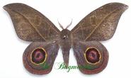 Saturnidae : Leucanella hosmera
