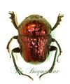 Scarabaeidae BG : Gymnopleurus ssp Togo