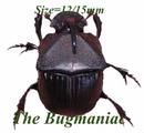 Scarabaeidae : Phanaeus triangularis texensis set 4