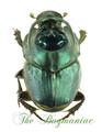 Scarabaeidae : Proagoderus schwaneri PAIR