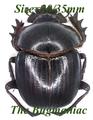 Scarabaeidae BG : Kheper venerabilis