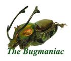 Scarabaeidae : Proagoderus rangifer Pair