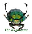 Scarabaeidae : Proagoderus rangifer set 3 (form)