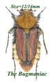 Scarabidae : Pygopleurus diffusus