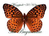 Nymphalidae : Speyeria aphrodite set 2