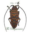 Cerambycidae : Sternotomis bohemani ferreti female
